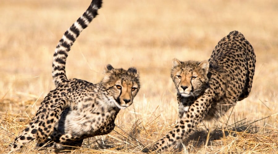 10-Day South African Safari Escape at Mabula Game Lodge