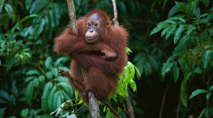 Kuala Lumpur and Borneo, 12 Nights Tour with Flights & Savings